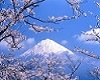 Mt. Fuji in Bloom