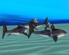 Mermaid X 3 Shark Ride