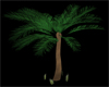 Palm Tree with Cuddle 