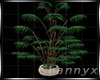 $ Pot Plant Areca