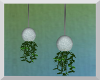 BRS Hanging Plants