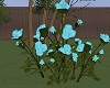 TX Blue Roses