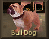 [NEW] BULL  DOG