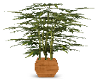 bamoo plant
