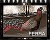 ~F~Ratatouille Peacock