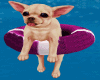 Puppy on a Float
