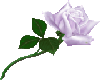 Purple white rose