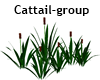 Cattail-Group