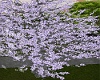 Lilac Spring Tree