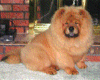 red chow chow