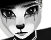 Bear Arcas