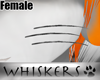 Whiskers :Tango Whskrs F