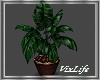 [V]Monstera Plant/Vase