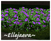 Lovely Purple Flowers