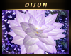 D.H. Lilac Lotus L