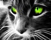 toxic green cat eyes