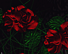 M. Roses