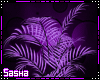 *S/J* PurpleRain Plant