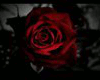 {Nw} Dark Rose Carpet