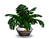Harley Potted Plant 3