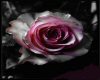 purple rose pic
