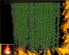 HF C&C Vines
