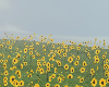 Foggy Sunflower Field