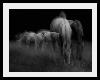 Horse Picture Ghost