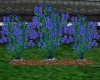 Blue rose bush