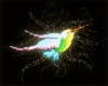 rainbow humming bird