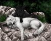 Cuddlign Wolves