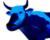 Blue cow