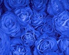 elegant blue rose