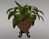A~Potted Fern in Basket