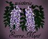 Wisteria Vine (purple)