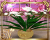 white flowers gold p