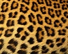 Cheetah Pillows