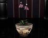 Merlot Orchid Pot