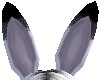 Fallen Bunny Ears