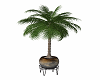 Plants: Potted Palm