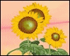 *Y* Sunflower