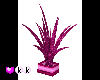 (KK) PinkSet Plant