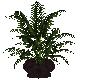 CF* Large office plant