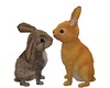 BUNY LOVE -BROWN