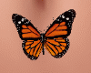 Monarch Belly Butterfly