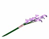 Purple calli Lily
