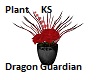 Dragon Guardian Plant