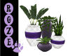 *R*  House Plants