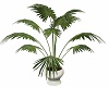 Pot Palm