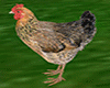 animated Chicken v2